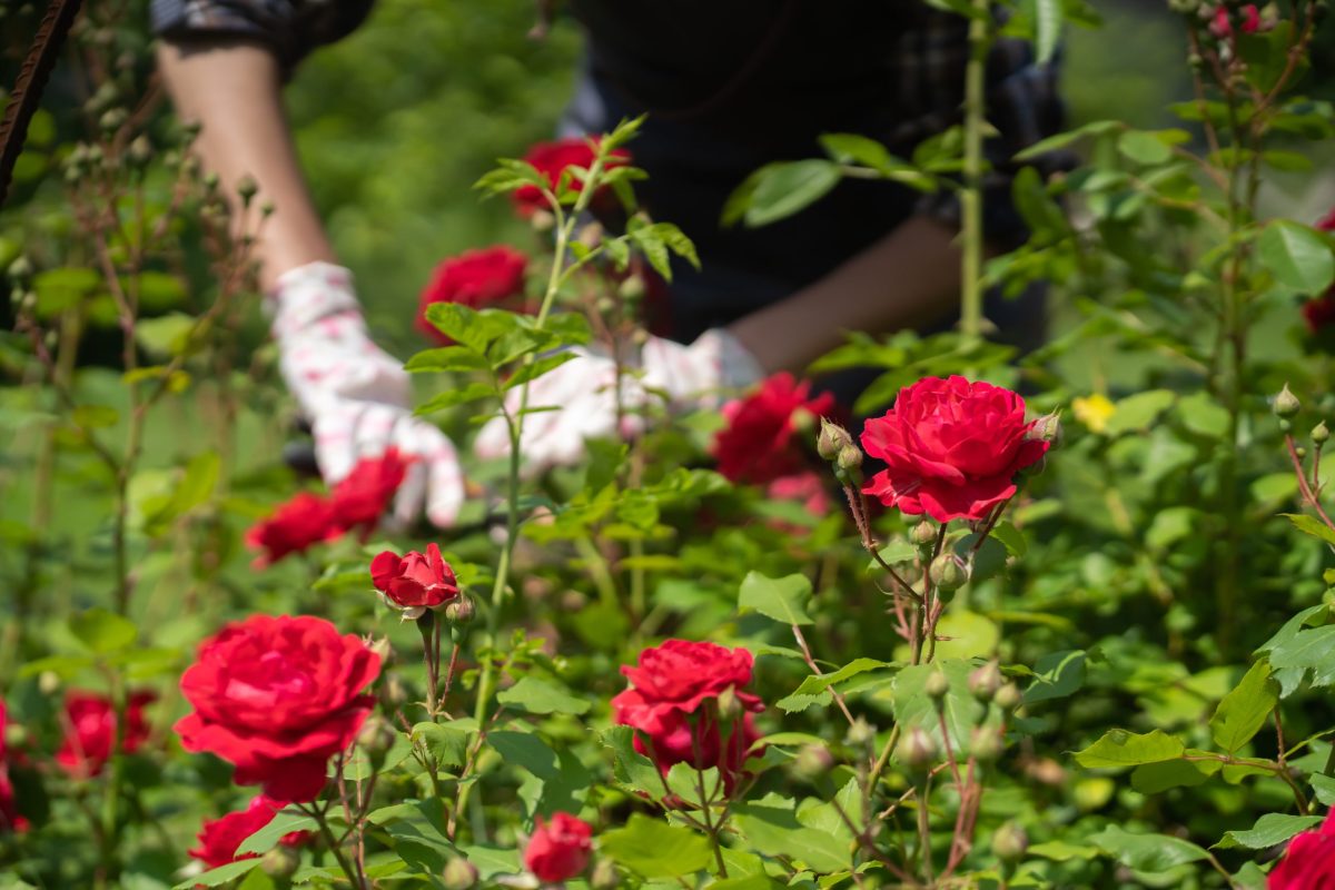 Flamingo Horticulture